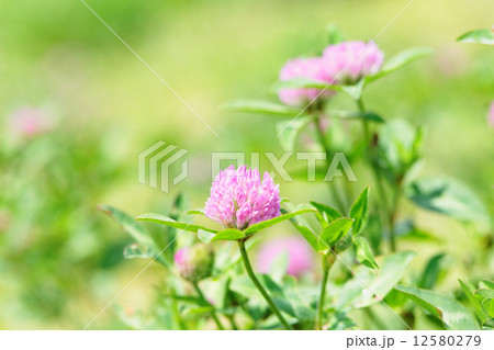 爽やかなピンク色の赤ツメクサ 12580279