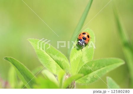ツメクサの葉に天道虫 ツメクサの葉に天道虫 12580280