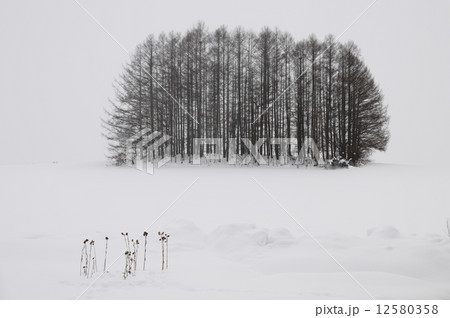 丘の上の松林 12580358