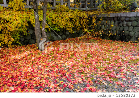 玉垣と紅葉 玉垣と紅葉 12580372