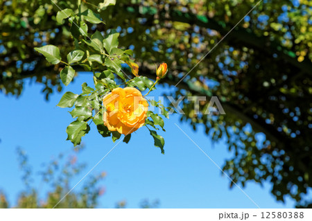 黄色いバラの花・サハラ'98と青空 12580388