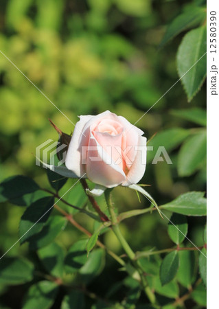咲き始めの淡い桃色のミニバラの花・小夜曲 12580390