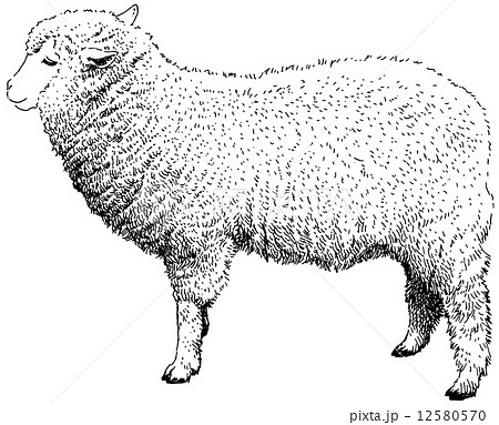羊 ペン画のイラスト素材