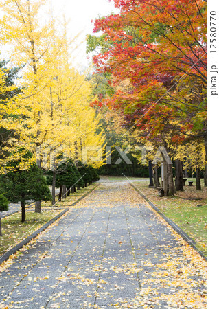秋の公園 12580770