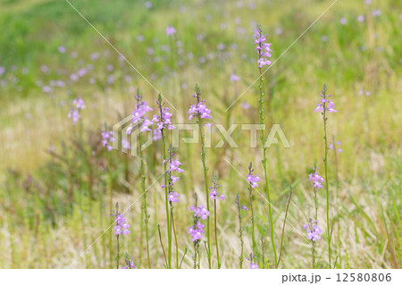 荒川の川原で群生する小さな紫色の花 マツバウンランの写真素材