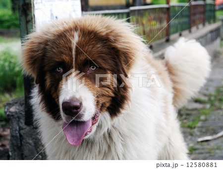 Saint bernard dog 12580881