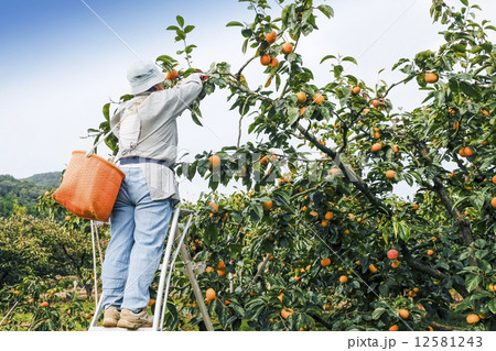 柿　柿の収穫 12581243