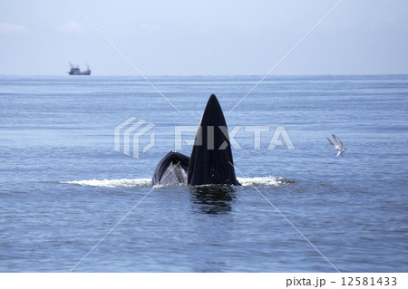 whales (Balaenoptera brydei) eating Anchovy fish whales (Balaenoptera brydei) eating Anchovy fish 12581433