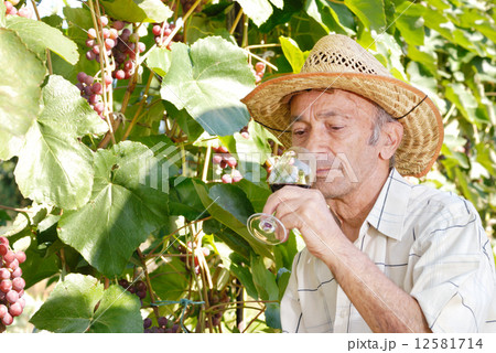 Senior viticulturist 12581714