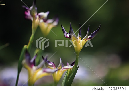 花菖蒲 12582204
