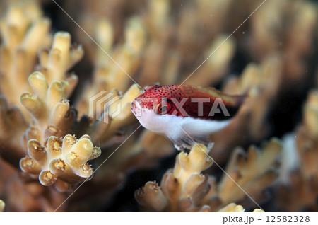 ゴンベの赤ちゃん 12582328