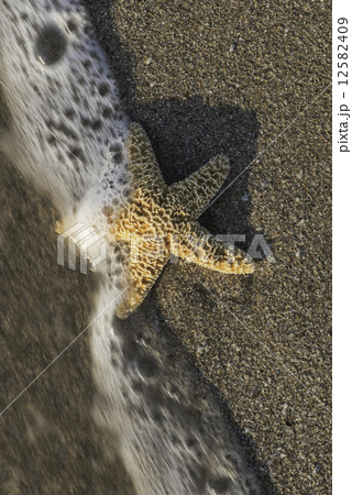 Starfish into the waves 12582409