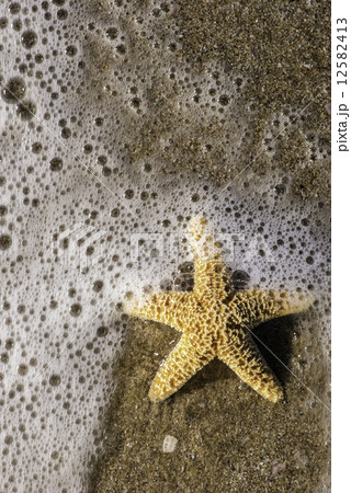 Starfish into the waves 12582413