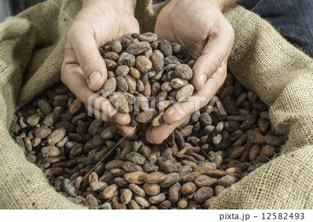 Hand holds cocoa beans 12582493