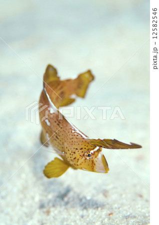 テンス　幼魚 12582546
