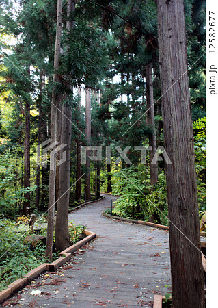 北限の杉 北限の杉 12582677