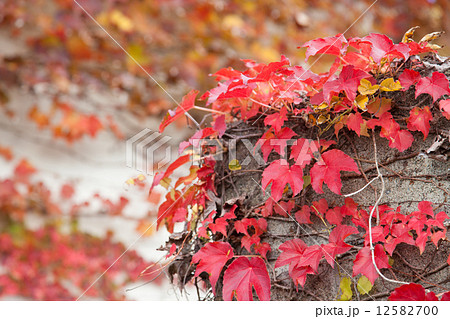 紅葉した蔦 12582700