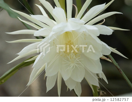 月下美人 12582757