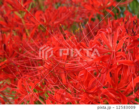 燃えるヒガンバナ：曼珠沙華 12583009