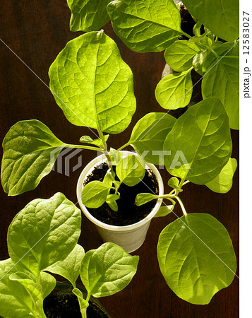 eggplant seedlings eggplant seedlings 12583027