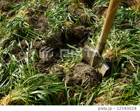 green manure green manure 12583028