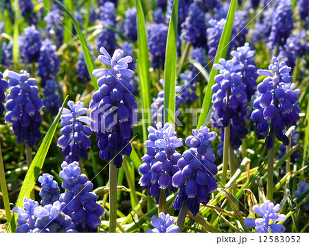 blue muscari flowers blue muscari flowers 12583052