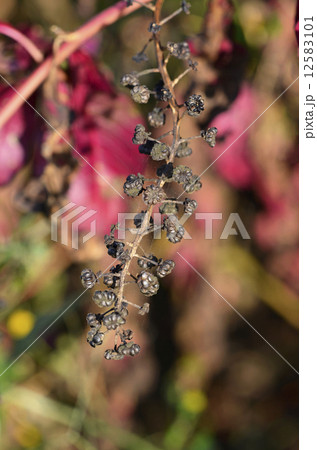 ヨウシュヤマゴボウ（洋種山牛蒡）　枯れた実 12583101