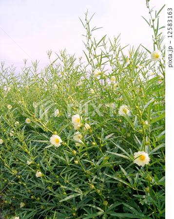 ローゼル(黄)畑 ローゼル(黄)畑 12583163