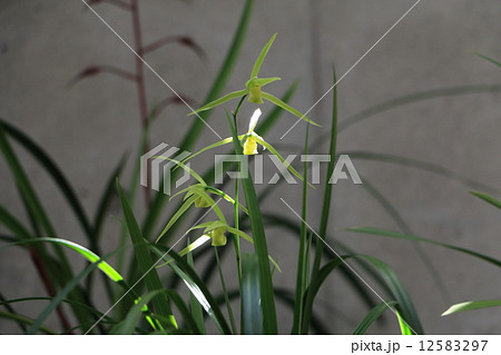 土佐寒蘭貴雪 12583297