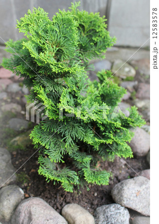 Shrub ( Chamaecyparis obtusa )  12583578