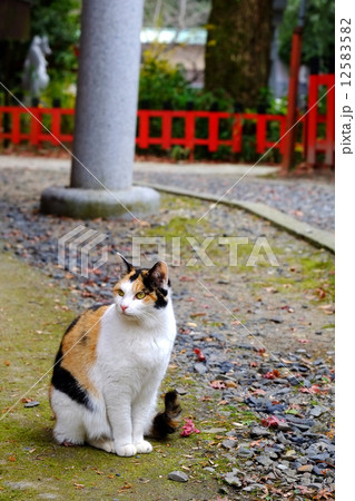 神社に住みつく猫 12583582