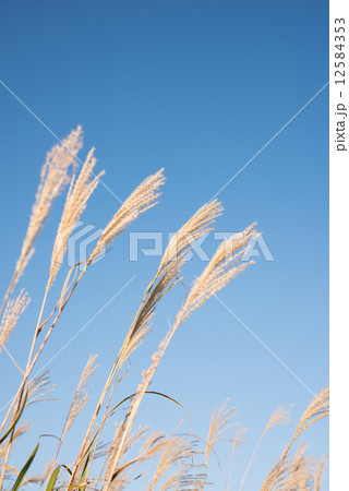 仙石原のススキと青空 12584353