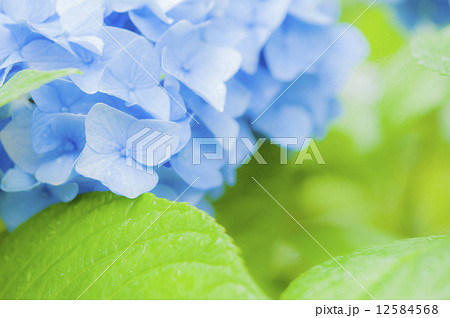 あじさい 12584568