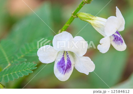 beautiful wild flower in forest beautiful wild flower in forest 12584612