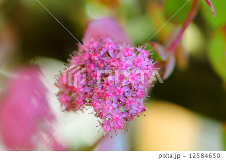 絶滅危惧植物　エッチュウミセバヤ　（絶滅危惧II類(VU)） 12584650