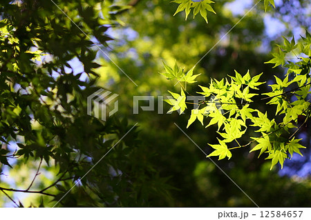 新緑 12584657