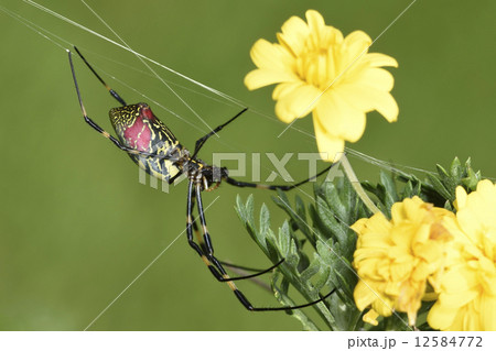 Spider 12584772