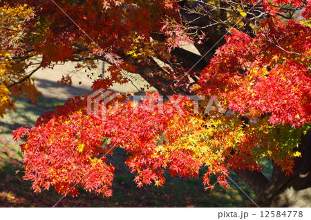 信州池田の七色大カエデの紅葉拡大 12584778