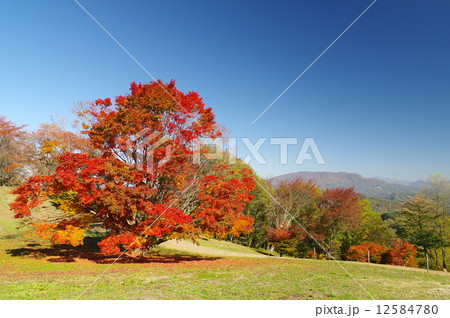 信州池田の七色大カエデの紅葉 12584780