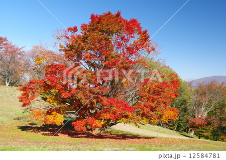 信州池田の七色大カエデの紅葉 信州池田の七色大カエデの紅葉 12584781