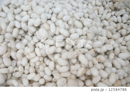 background of cocoons 12584786