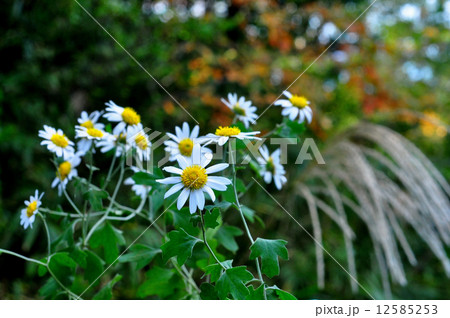 リュウノウギク 12585253