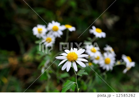 リュウノウギク リュウノウギク 12585262