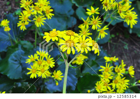 ツワブキ 12585314
