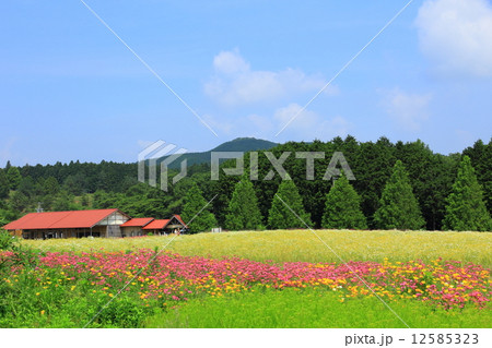 初夏の高原 初夏の高原 12585323