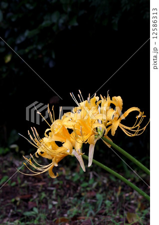 鐘馗水仙 12586313