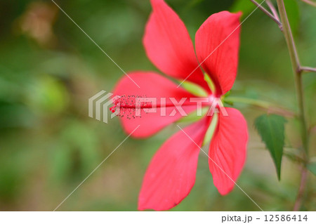 モミジアオイ 12586414