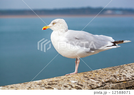 European herring gull 12588071