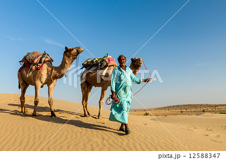 Cameleer (camel driver) with camels in dunes of Thar desert. Raj 12588347