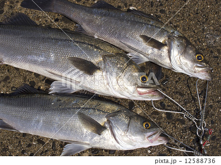 スズキ スズキ 12588736